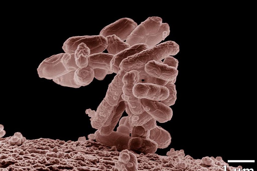 La IA diseña virus inéditos: un avance prometedor en la lucha contra bacterias resistentes