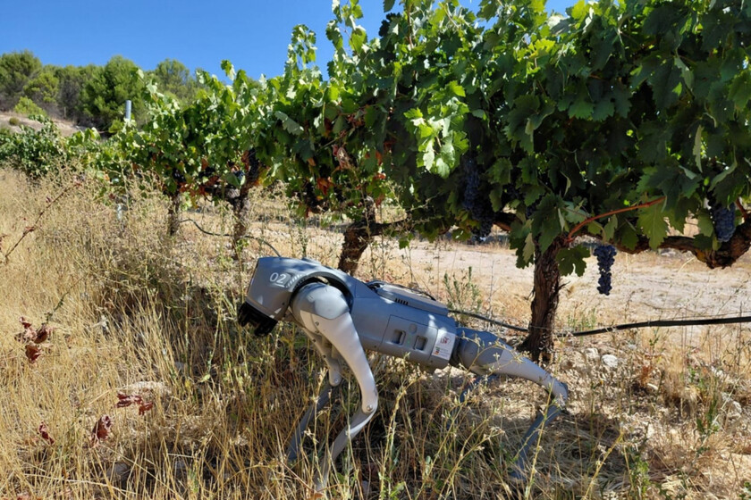 Perro-robot con IA revoluciona viñedos en Extremadura y otras regiones
